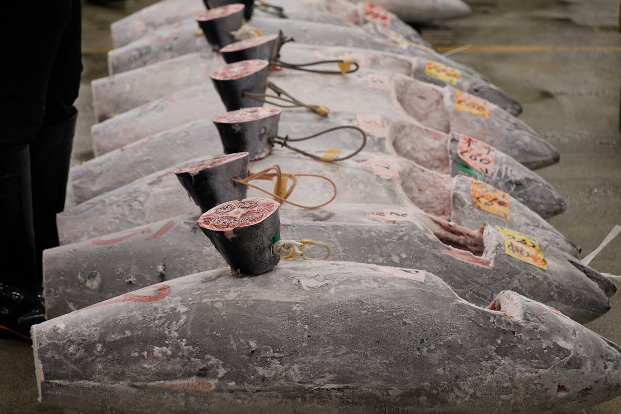 Freshly frozen tuna lined up for auction at a fish market in Tokyo, Japan.